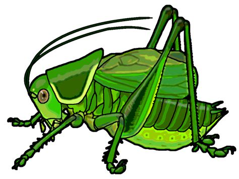 Cricket Insect Clipart | Free download on ClipArtMag