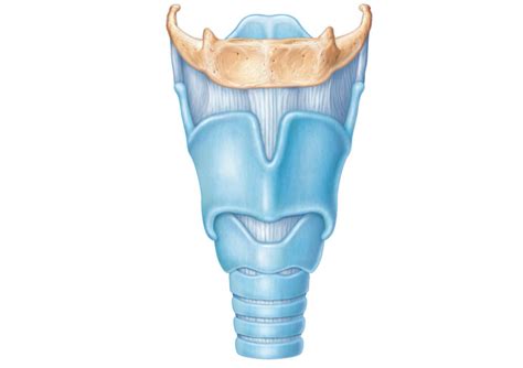 Larynx Lab Diagram Quizlet