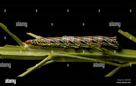 Catterpillar Of Banded Sphinx Moth Of The Species Eumorpha Fasciatus