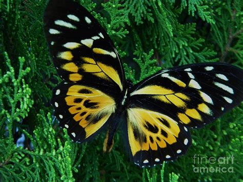 Black And Yellow Butterfly Photograph By Monica Mingote Fine Art America