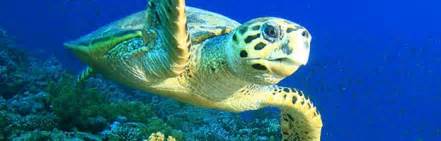 Sea Turtle Species