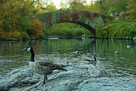 Central Park N Y C Photograph By Nick Difi Fine Art America