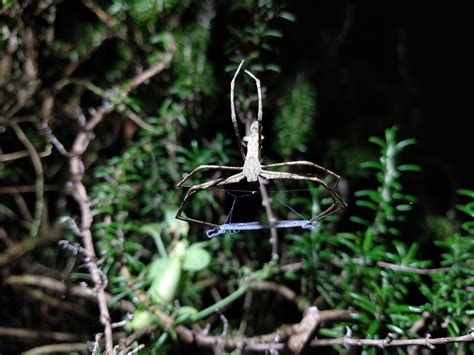 Found a net casting spider in my backyard, in Sydney, Australia. Any