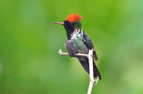 Topetinho Vermelho Lophornis Magnificus Pn Do Itatiaia