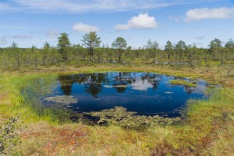 What Is Muskeg? - WorldAtlas