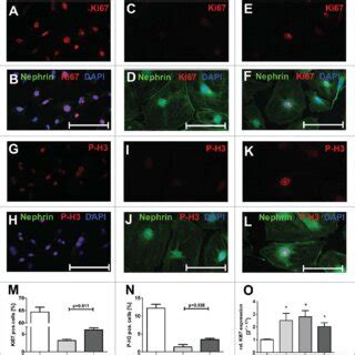 Basic FGF Stimulation Induced Cell Proliferation Markers In