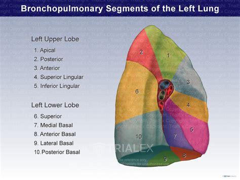 Bronchopulmonary Segments