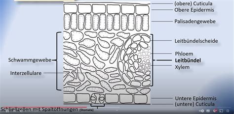 Aufbau Eines Blattes Diagram Quizlet