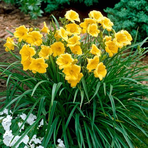 Stella Doro Reblooming Daylily Hemerocallis High Country Gardens