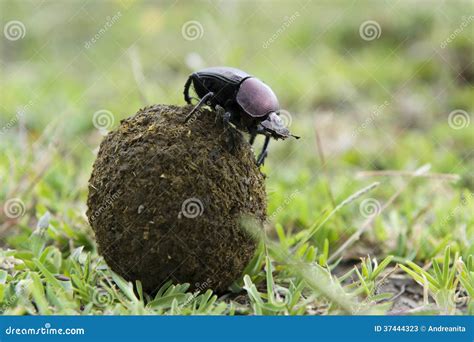 Dung Beetle Larvae With Parasites Stock Photography Cartoondealer