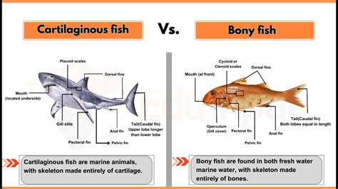 Difference between Cartilaginous Fish and Bony Fish