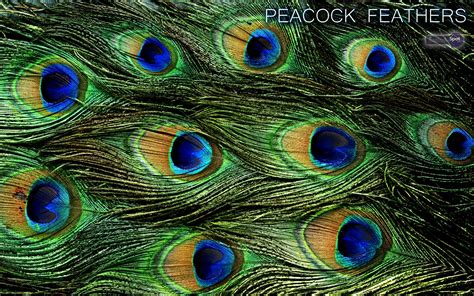 Peacock Blue Wallpaper - WallpaperSafari