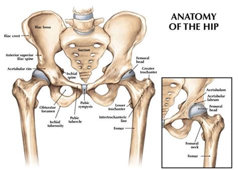 Hip Injuries Common Injuries Physio Mechanics