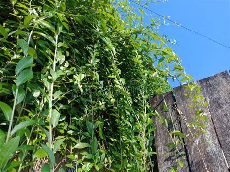 Vernonia Elliptica Plant, Lee Kwan Yew Creeper Plant Stock Photo ...