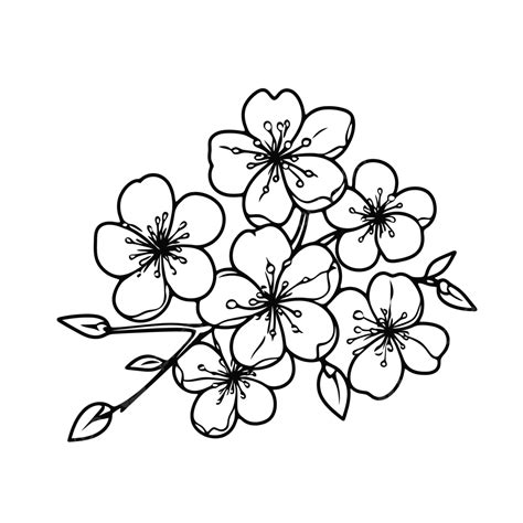 Simple Sakura Blossom Art Drawing Free Printable Coloring Page Outline