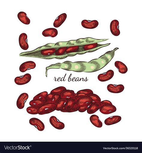 Red Beans Hand Drawn Sketch On White Background Vector Image