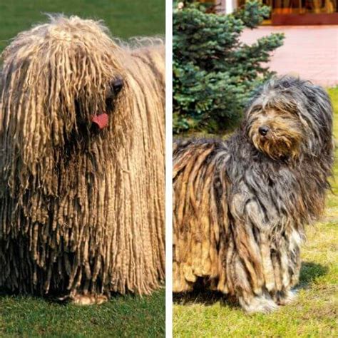 From Smooth to Curly: The Fascinating World of Dog Coat Types