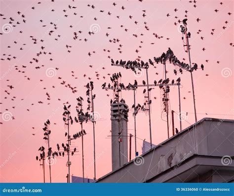 Starling bird flock stock photo. Image of sturnus, common - 36336060