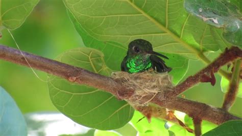 Beija Flor De Garganta Verde Chionomesa Fimbriata F Mea Preparando