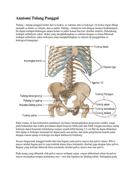 Anatomi Tulang Panggul Pdf