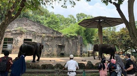 Pengunjung Taman Margasatwa Ragunan Wajib Punya Kartu Jackard Simak