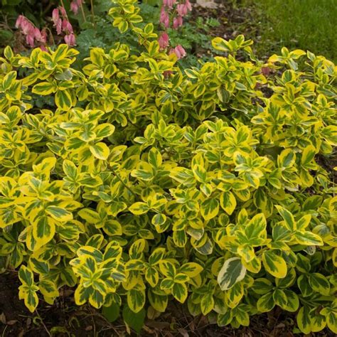 Euonymus Gold Splash Campbell S Nursery