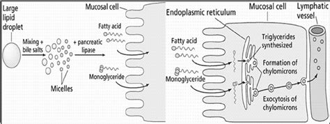 Lipid Digestion Flow Chart