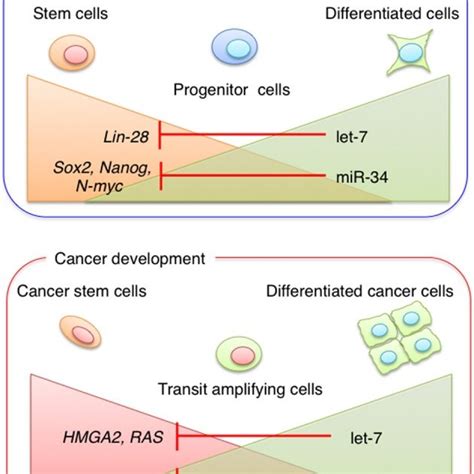 Mirna In Stem Cells And Cancer Stem Cells Stem Cell Specific Mirnas