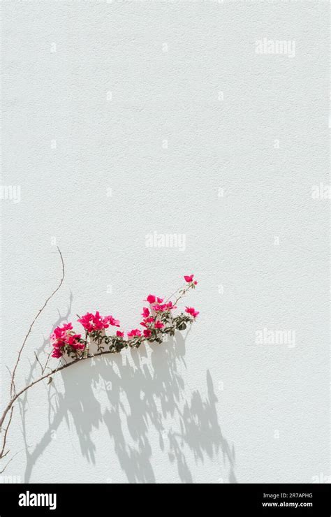 Bright Pink Bougainvillea Flowers On The White Wall Of The House With