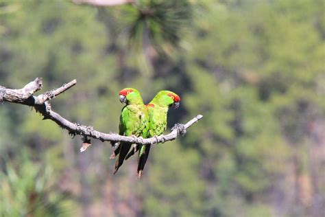 Mexico in Numbers: Nature reserves