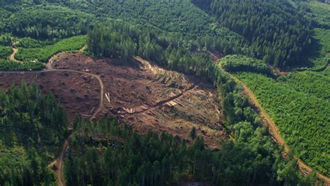 Logging Operation Oregon Forest Aerial Shot Stock Footage Video 100