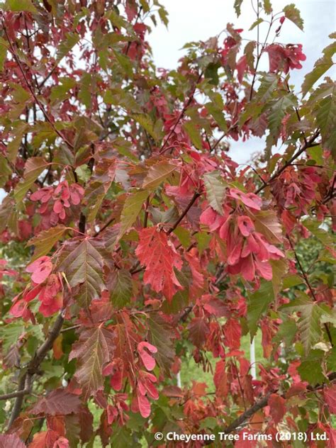 Acer Tataricum Hot Wings