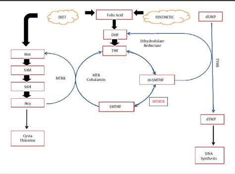 Figure From Methylenetetrahydrofolate Reductase Mthfr C T And