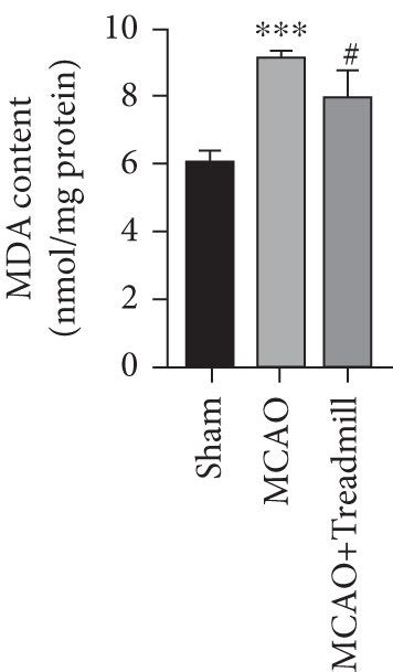 Effect Of Treadmill Training On Stroke Induced Lipid Peroxidation And