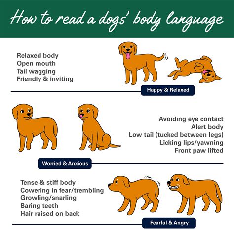 Do Dogs Become Aggressive After Being Attacked