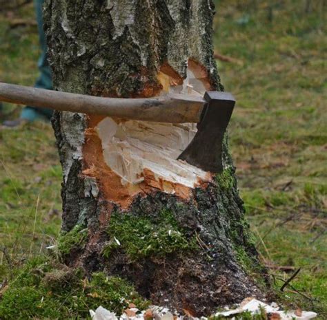 How To Chop Down A Tree With An Axe Log Splitter Picks