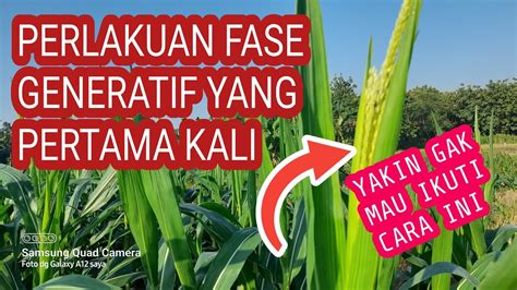 Pupuk Buah Gandasil B Super Gib Terbongkar Rahasia Tanam Jagung Nk