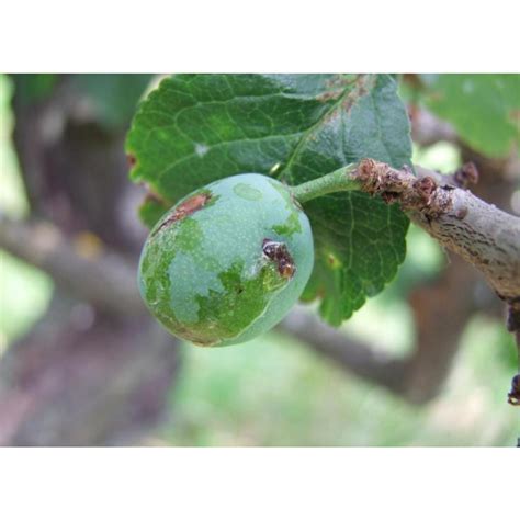 Phéromones contre le ver du prunier et de la prune Grapholita funebrana