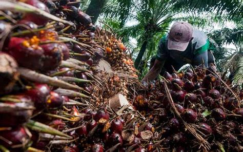 Alokasi Dana Bagi Hasil Sawit Turun Jadi Rp Triliun Fokus Riau