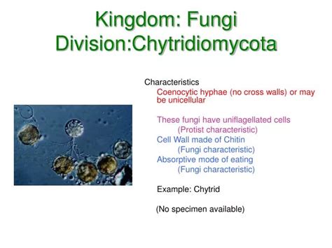 Ppt Kingdom Fungi Divisionchytridiomycota Powerpoint Presentation