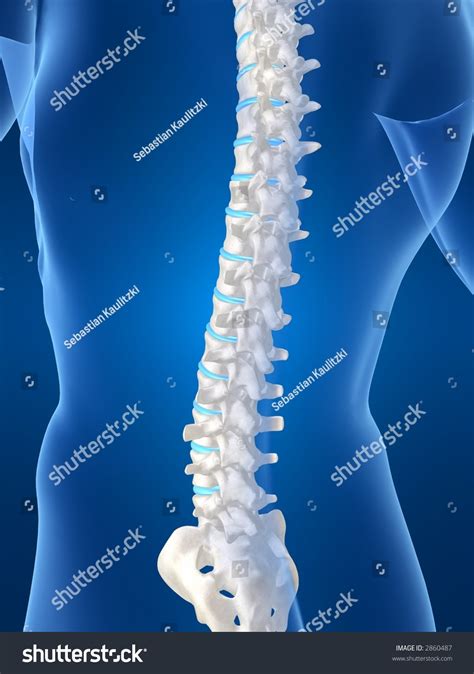 Human Spine Stock Photo 2860487 : Shutterstock