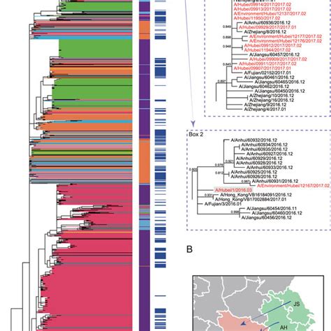 Phylogenetic Tree Of The Ha Gene Of H N Influenza A Viruses And Their