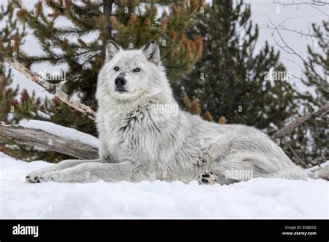 Большой белый волк - 69 фото