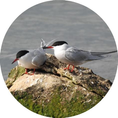 Seabird Nesting Sites Restoration | Solent Seascape Project