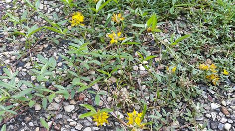 Grass Weeds With Yellow Flowers Studio And Garden Small Splendors In