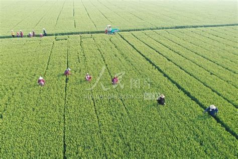 河南沁阳：初夏麦管正当时 人民图片网