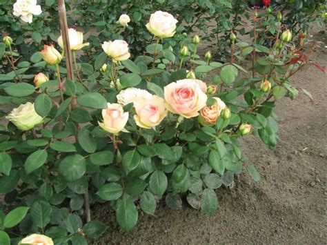 Роза Джалита — фото и описание сорта с отзывами