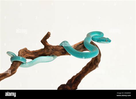 Blue Insularis Trimeresurus Insularis White Lipped Island Pit Viper