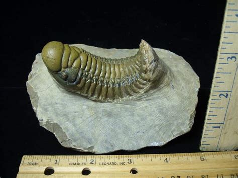 Fossilized Trilobite Crotalocephalina S The Stones Bones