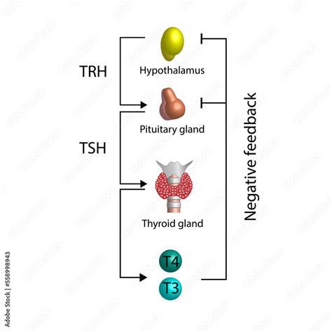 Feedback Loop Controlling Thyroid Hormone Secretion Into The Blood